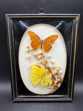 Vintage Taxidermy Butterfly Specimen Framed Glass Entomology Wall Art Artwork